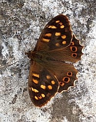 Canary Speckled Wood - Parage xiphioides. © Teresa Farino